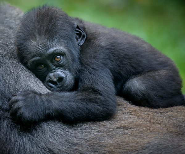 Mountain Gorilla, DR Congo