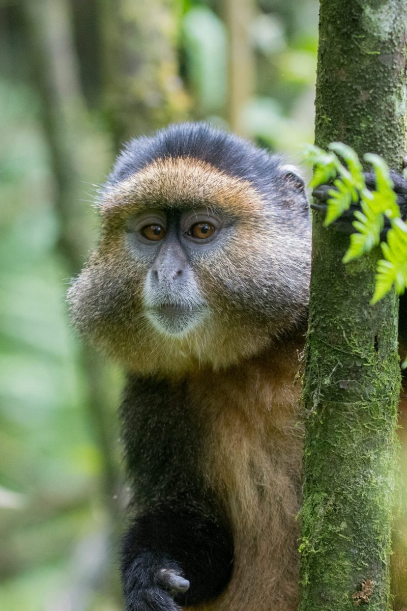 Golden monkey, Rwanda