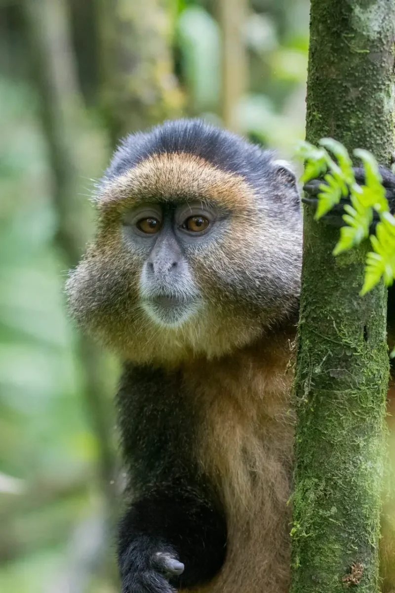 Golden monkey, Rwanda